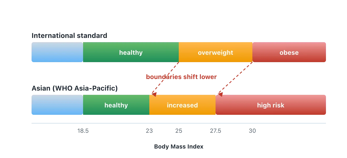 Two banded BMI bars are stacked. On the international bar, overweight starts at 25 and high risk at 30. On the Asian bar below it, overweight starts at 23 and high risk at 27.5, so both boundaries shift to the left. Illustration by BMI Tracker - bmi-tracker.com