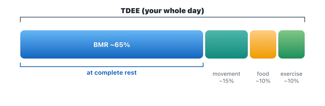 A single bar split into four parts: basal metabolic rate is the largest share at about 65 percent, followed by everyday movement, the energy used to digest food, and planned exercise. Illustration by BMI Tracker - bmi-tracker.com