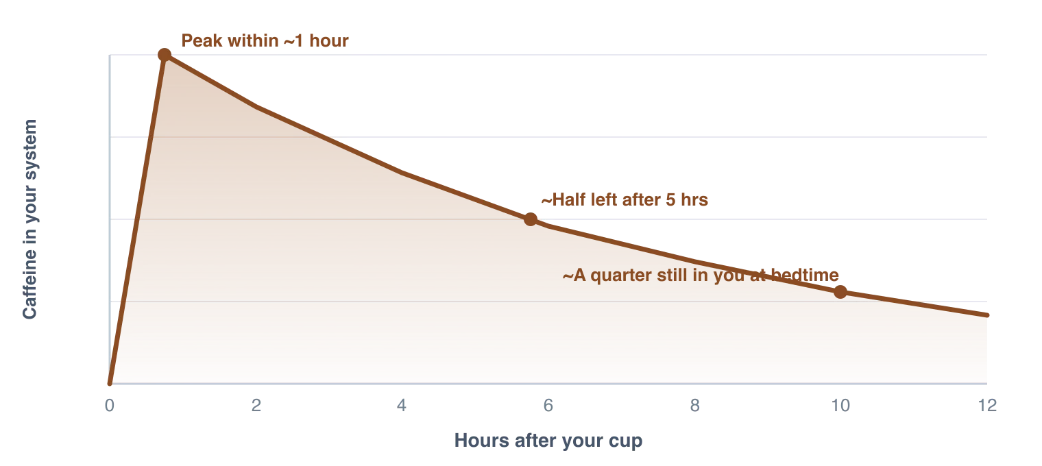 A curve showing caffeine in the body after one cup of coffee. It climbs to a peak within about an hour, then fades slowly, with roughly half still present after five hours and about a quarter still present ten hours later, near bedtime. Illustration by BMI Tracker - bmi-tracker.com