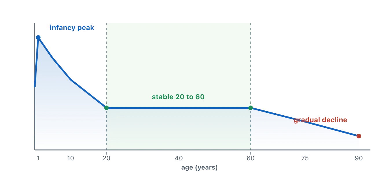 A curve that peaks in infancy, declines through childhood, stays flat from about age 20 to 60, and then gradually declines in older age. Illustration by BMI Tracker - bmi-tracker.com