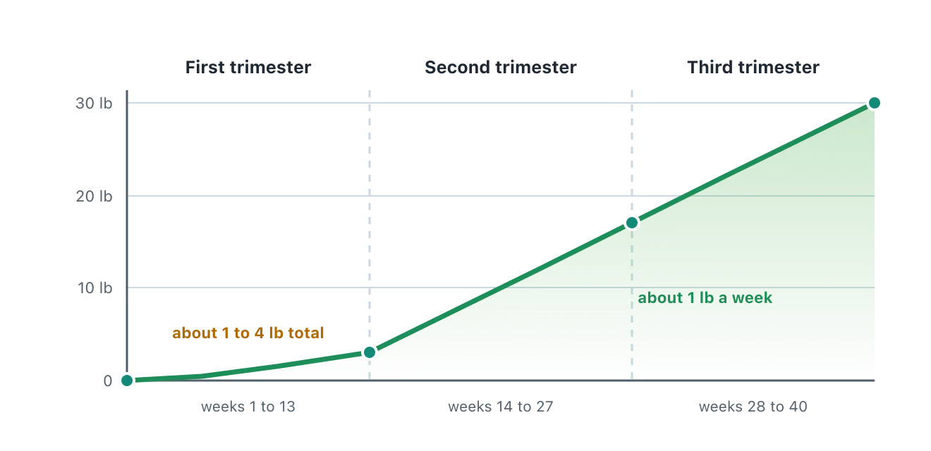 A gently rising line. Gain is small in the first trimester, roughly 1 to 4 pounds, then rises at a steadier pace of about 1 pound per week through the second and third trimesters. Illustration by BMI Tracker - bmi-tracker.com