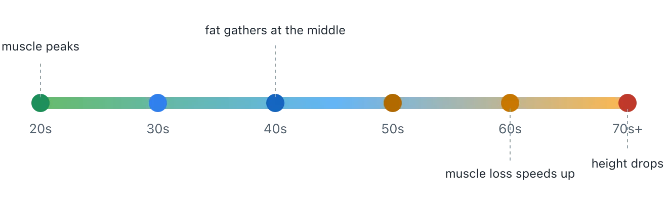 A life timeline from the twenties to the seventies-plus. Muscle is near its peak early, fat begins gathering at the middle by the forties, muscle loss speeds up around the sixties, and height gradually drops in later decades. Illustration by BMI Tracker - bmi-tracker.com