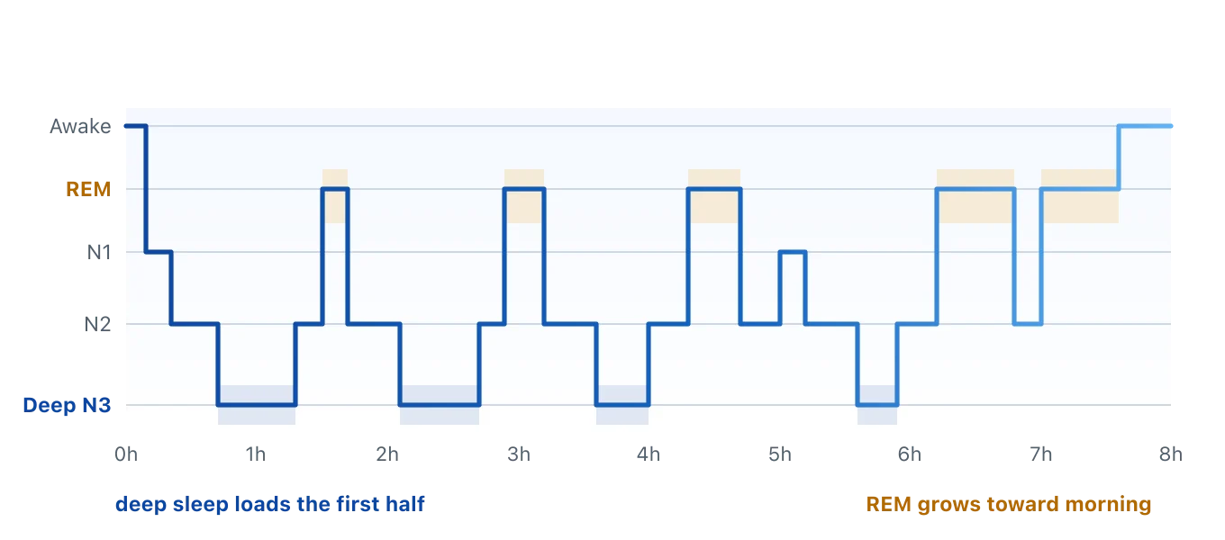 A stepped line moving between awake, REM, N1, N2, and deep N3 sleep across an eight-hour night. Deep sleep dips are large and frequent in the first few hours, then fade, while REM periods start short and grow longer toward morning. Illustration by BMI Tracker - bmi-tracker.com