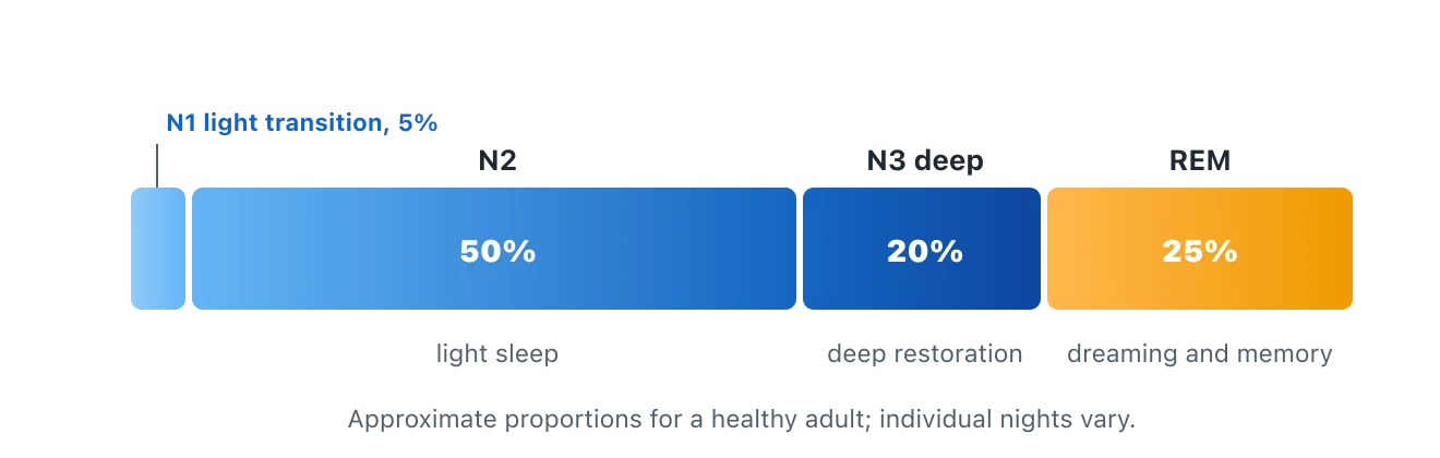 A segmented bar showing the approximate share of the night spent in each stage: N1 light transition about 5 percent, N2 light sleep about 50 percent, N3 deep sleep about 20 percent, and REM dreaming sleep about 25 percent. Illustration by BMI Tracker - bmi-tracker.com