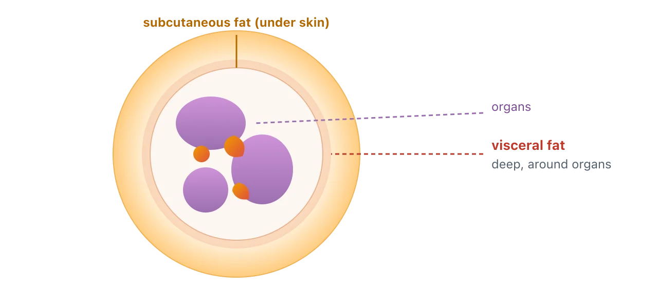 A simple abdominal cross-section: an outer ring of subcutaneous fat under the skin, a muscle wall, then organs with visceral fat packed deep around them. Illustration by BMI Tracker - bmi-tracker.com